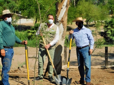 REFORESTAN EL BOSQUE Y ZOOLÓGICO DE MEXICALI