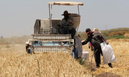 VARIEDADES DE SEMILLA DE AVENA Y CEBADA EN EL VALLE DE MEXICALI