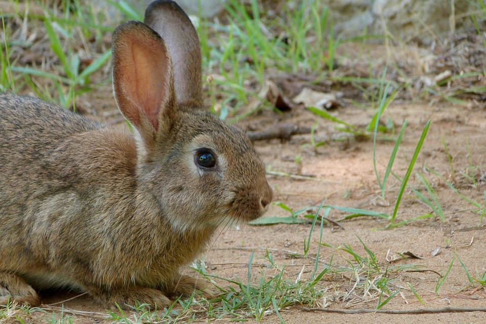 LANZAN ALERTA POR ENFERMEDAD VIRAL DEL CONEJO EN BC