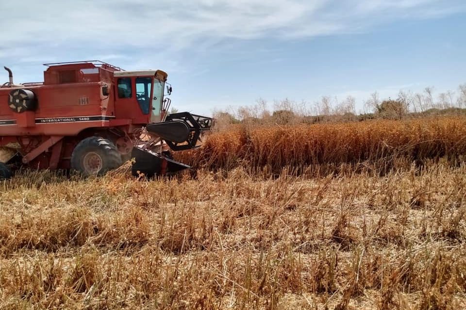 TRILLAN LAS 5 VARIEDADES DE CÁRTAMO EN VALLE DE MEXICALI 
