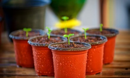 PROGRAMA DE HUERTOS AUTOSUSTENTABLES EN ALBERGUES TEMPORALES