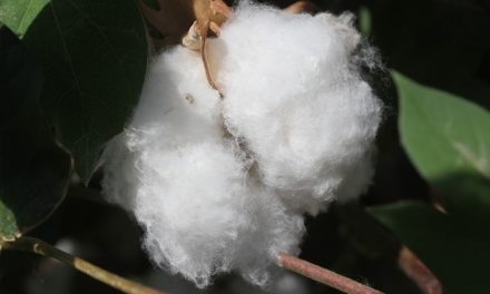 MÁS DE 18 MIL HECTÁREAS DE ALGODÓN SEMBRADAS EN VALLE DE MEXICALI