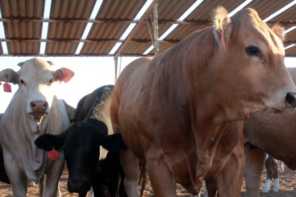 CUMPLEN PRODUCTORES DE BC CON LAS MEDIDAS DE SANIDAD
