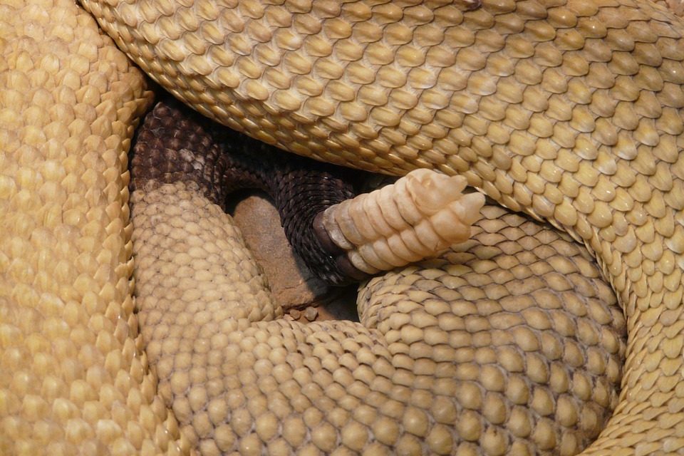 PRESENCIA DE VÍBORAS DE CASCABEL EN LA ZONA DE PALACO EN MEXICALI