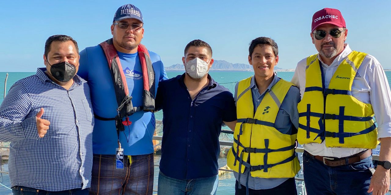 OFRECERÁN ACUICULTURA Y MARICULTURA EN COBACH PLANTEL SAN FELIPE     