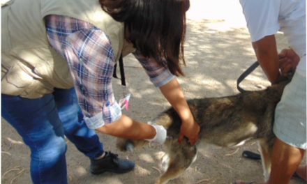 BRIGADAS DE VACUNACIÓN ANTIRRÁBICA DEL 25 AL 27 DE NOVIEMBRE  