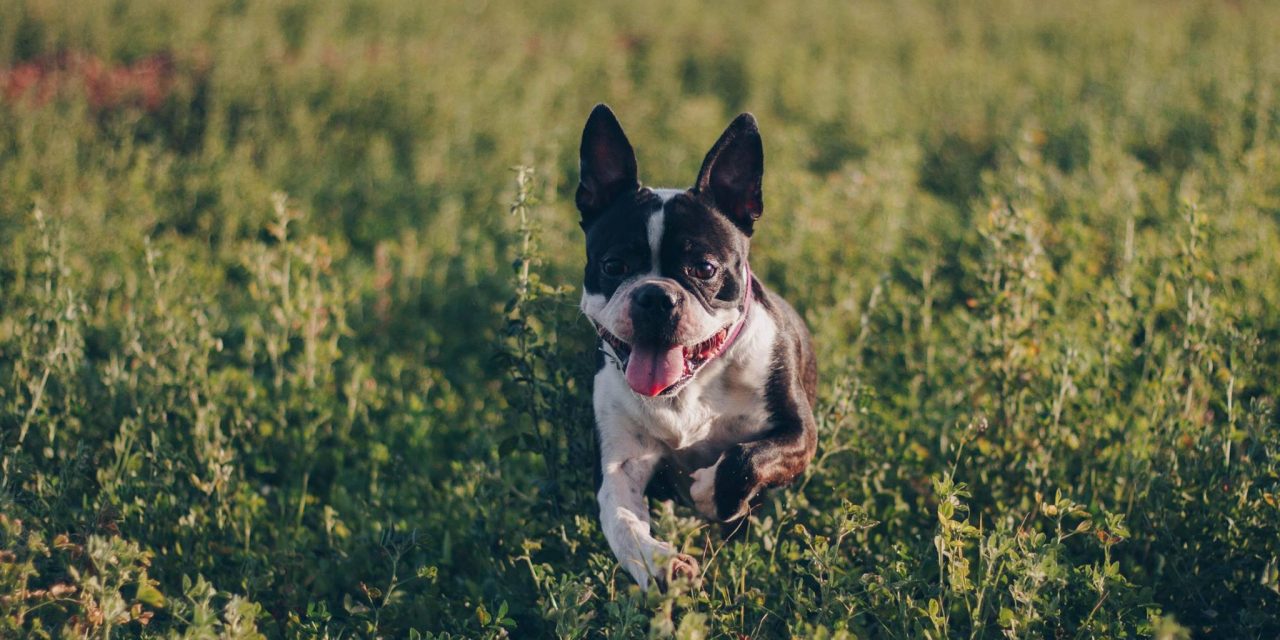 INVITAN A LA POBLACIÓN, ADOPTAR UNA MASCOTA
