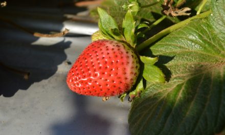 MÁS DE 173 MIL HECTÁREAS DE FRESA EN ZONA COSTA