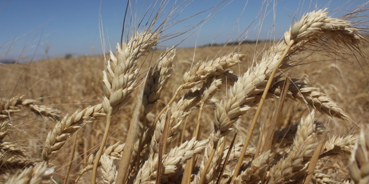 INFORMAN SOBRE ACUMULADO DE HORAS FRÍO PARA EL CULTIVO DE TRIGO