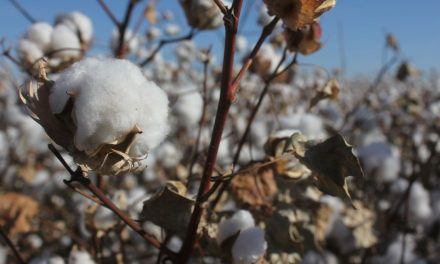 POR LEVANTAR COSECHA DE MÁS DE 17 MIL HÉCTAREAS DE ALGODÓN