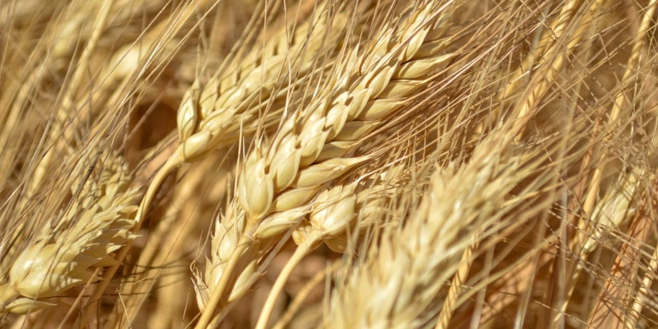 EL ACUMULADO DE HORAS FRÍO PARA EL CULTIVO DE TRIGO