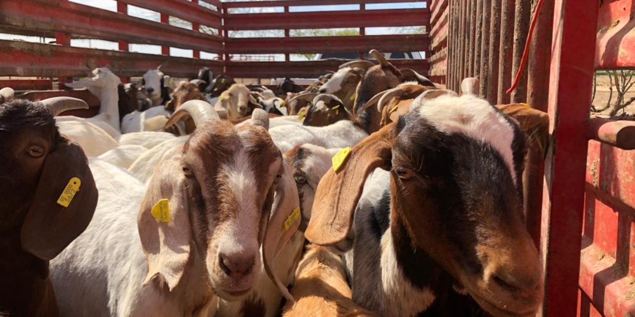FORTALECIMIENTO DE PIES DE CRÍA CON GANADO CAPRINO 