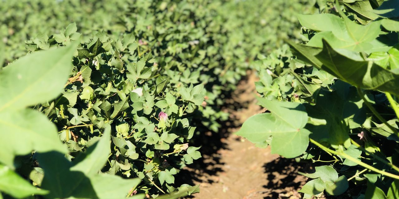 REGISTRAN MÁS DE 180 MIL HECTÁREAS DE SIEMBRA EN BC