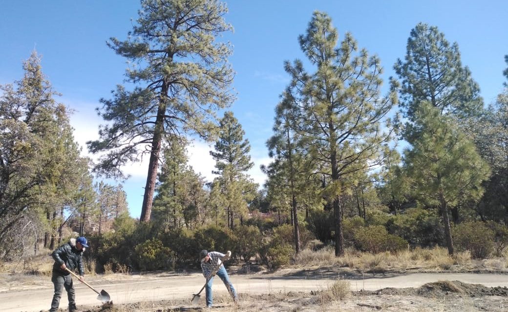 REFORESTACIÓN EN SIERRA DE JUÁREZ 