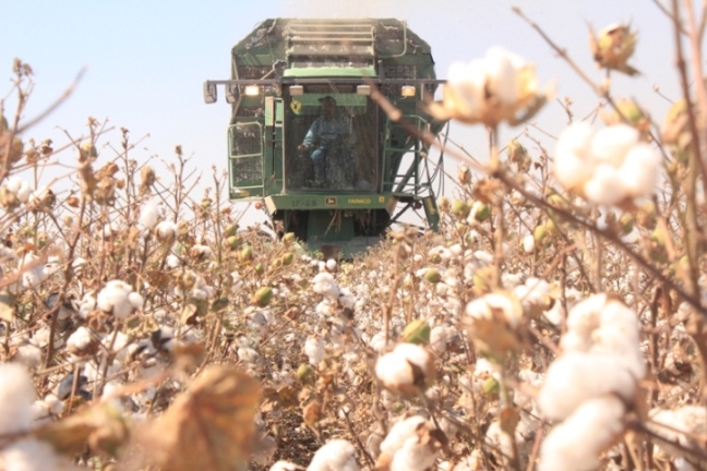 COSECHAN 106 MIL 037 PACAS DE ALGODÓN EN MEXICALI  