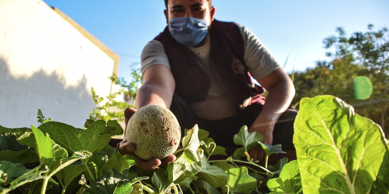 ASÍ FUNCIONAN LOS HUERTOS Y GRANJAS FAMILIARES EN BC