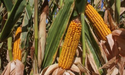 LA COSECHA DE MAÍZ AMARILLO EN VALLE DE MEXICALI  