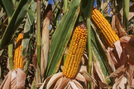 LA COSECHA DE MAÍZ AMARILLO EN VALLE DE MEXICALI  