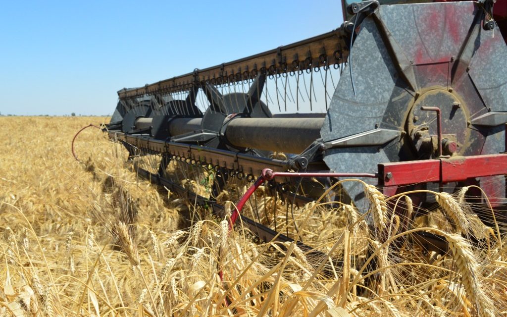 MÁS DE 33 MIL HECTÁREAS COSECHADAS DE TRIGO EN EL VALLE