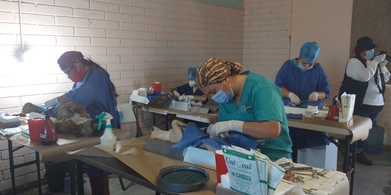 APLICAN LA VACUNA ANTIRRÁBICA Y ESTERILIZACIÓN CANINA  