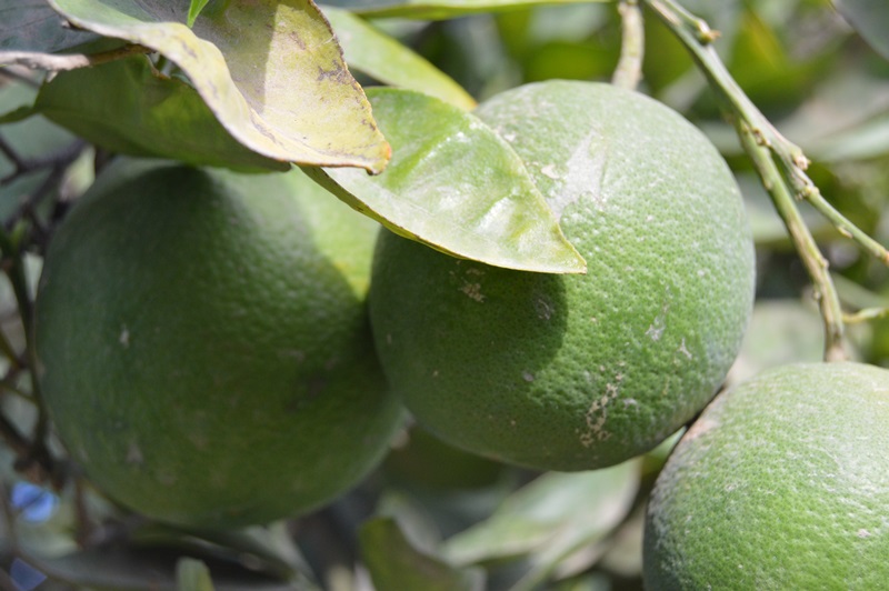 PRODUCEN ÁRBOLES FRUTALES Y ENDÉMICOS EN BAJA CALIFORNIA 