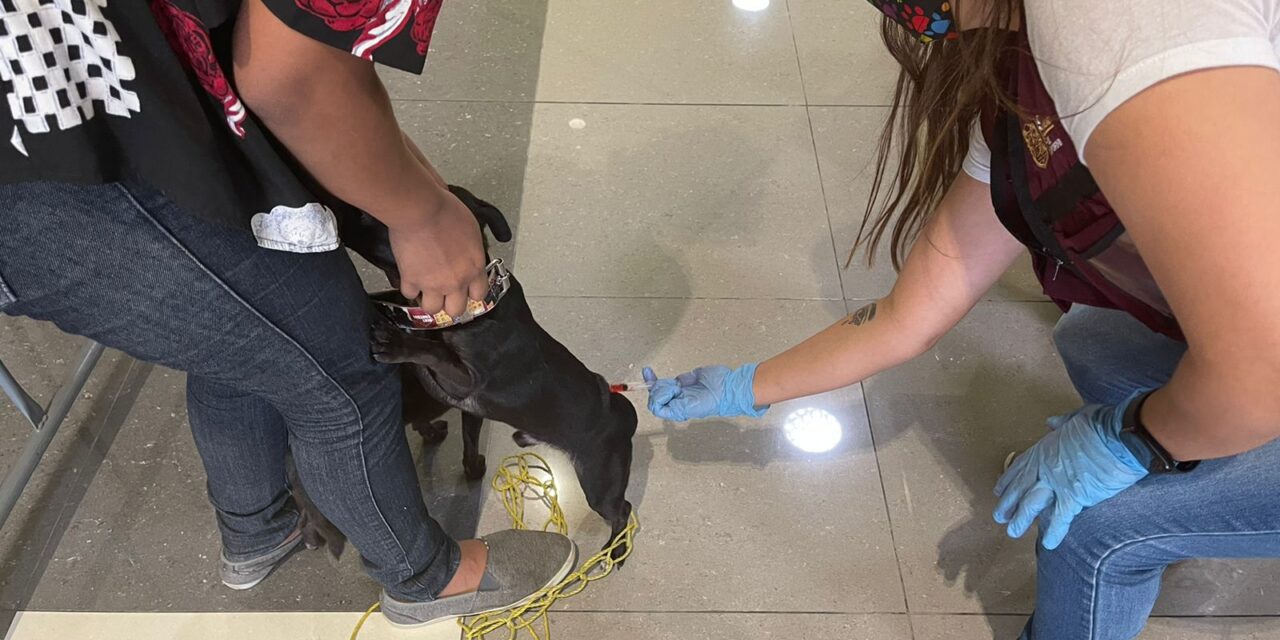 EL DÍA DEL MÉDICO ZOOTECNISTA  