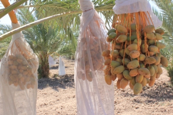 ALREDEDOR DE 800 HECTÁREAS DE PALMA DATILERA EN VALLE DE MEXICALI