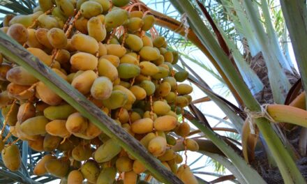 COMIENZA LA COSECHA DE DÁTIL EN EL VALLE DE MEXICALI