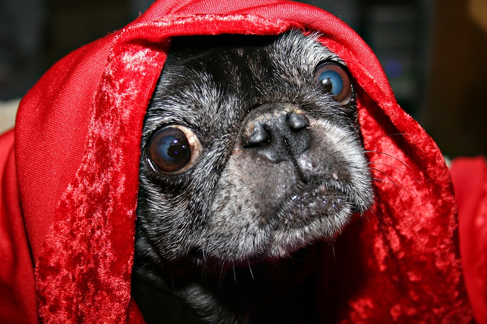 ¡DISFRAZA A TU MASCOSTA Y GANA FABULOSO PREMIO DE LIVERPOOL!