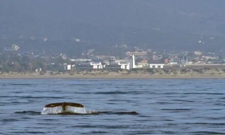 EL AVISTAMIENTO DE BALLENAS EN TODOS SANTOS