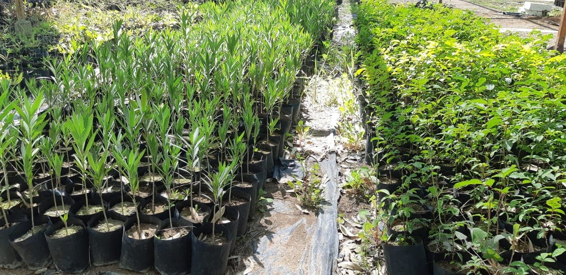 DISPONIBLES 2 MIL 500 ÁRBOLES EN LA EXPO VERDE