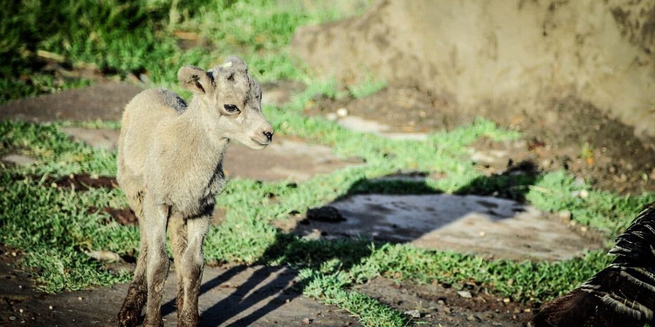 NACE BORREGO CIMARRÓN EN ZOOLÓGICO DE MEXICALI 