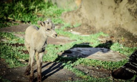 NACE BORREGO CIMARRÓN EN ZOOLÓGICO DE MEXICALI 
