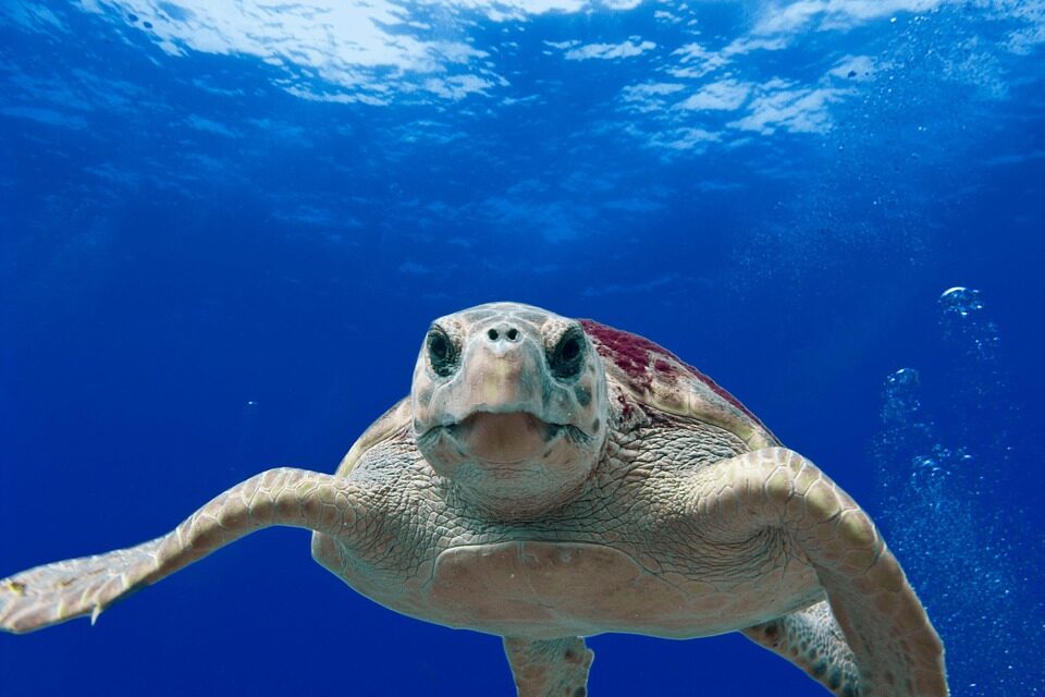 PROTEGIDA RESERVA DE LA BIOSFERA DE ISLA GUADALUPE