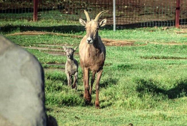 NACE OTRO BORREGO CIMARRÓN EN BOSQUE DE MEXICALI