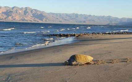 HAY 5 ESPECIES DE TORTUGAS MARINAS EN BC