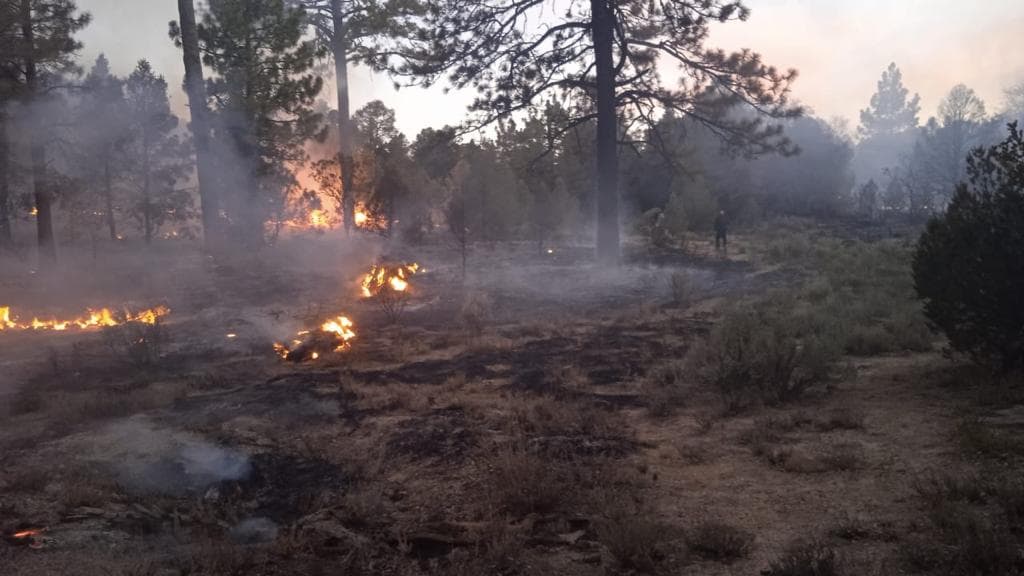 CONTROLAN PRIMER INCENDIO FORESTAL EN SIERRA DE JUÁREZ