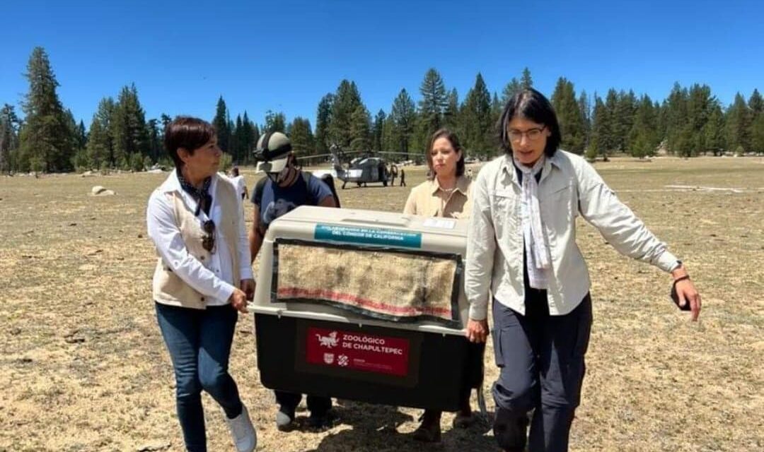 ARRIBAN 4 CÓNDORES A SAN PEDRO MÁRTIR