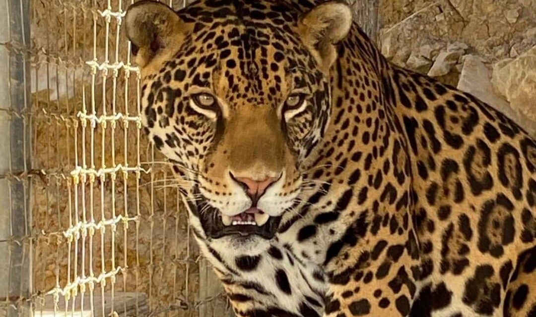 LLEGAN CUATRO FELINOS AL BOSQUE Y ZOOLÓGICO DE MEXICALI 