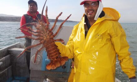 ZARPAN A LA PESCA DE LA LANGOSTA EN BC