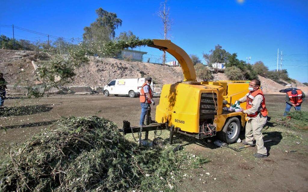 LA IMPORTANCIA DE RECICLAR ÁRBOLES DE NAVIDAD