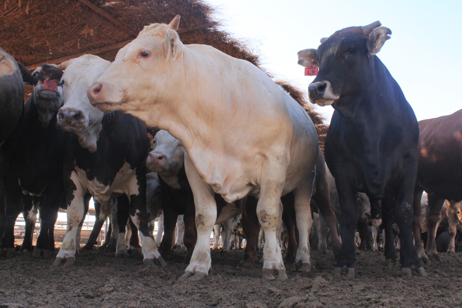 YA PUEDEN REVALIDAR GRATUITAMENTE PATENTE GANADERA Y COMERCIAL EN BC