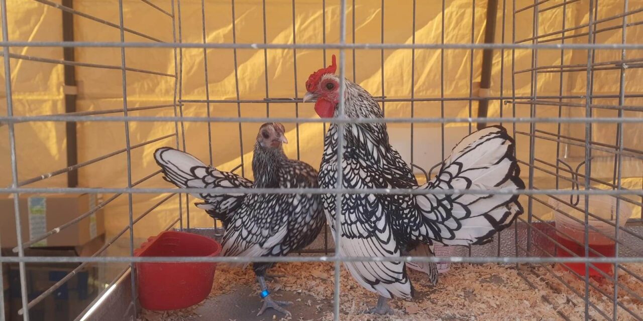 EL FESTIVAL DE AVES Y MASCOTAS EN EL PARQUE VICENTE GUERRERO