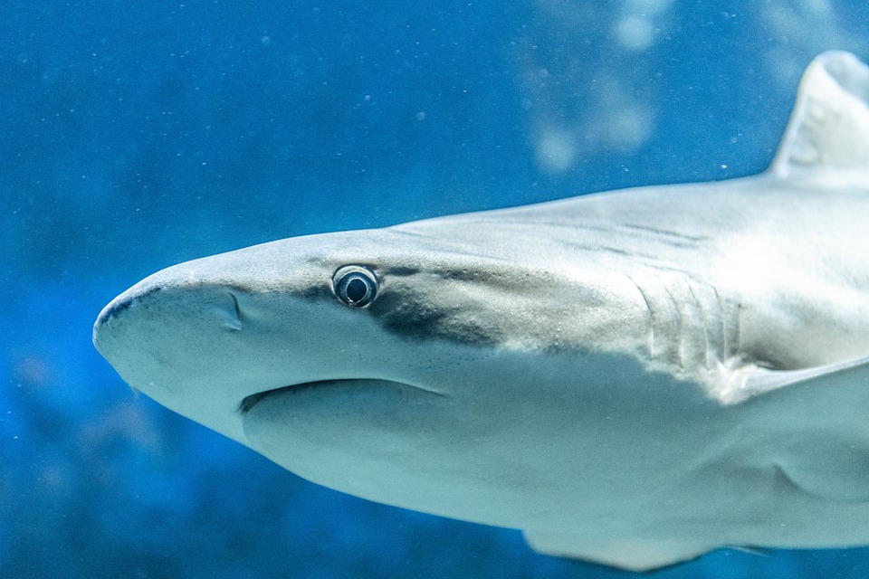 VIGENTE LA VEDA DE TIBURONES Y RAYAS