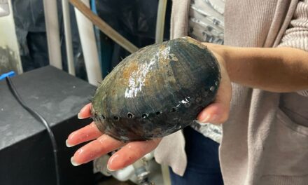 COMIENZA LA VEDA DE ABULÓN ESTE 1 DE AGOSTO EN BC