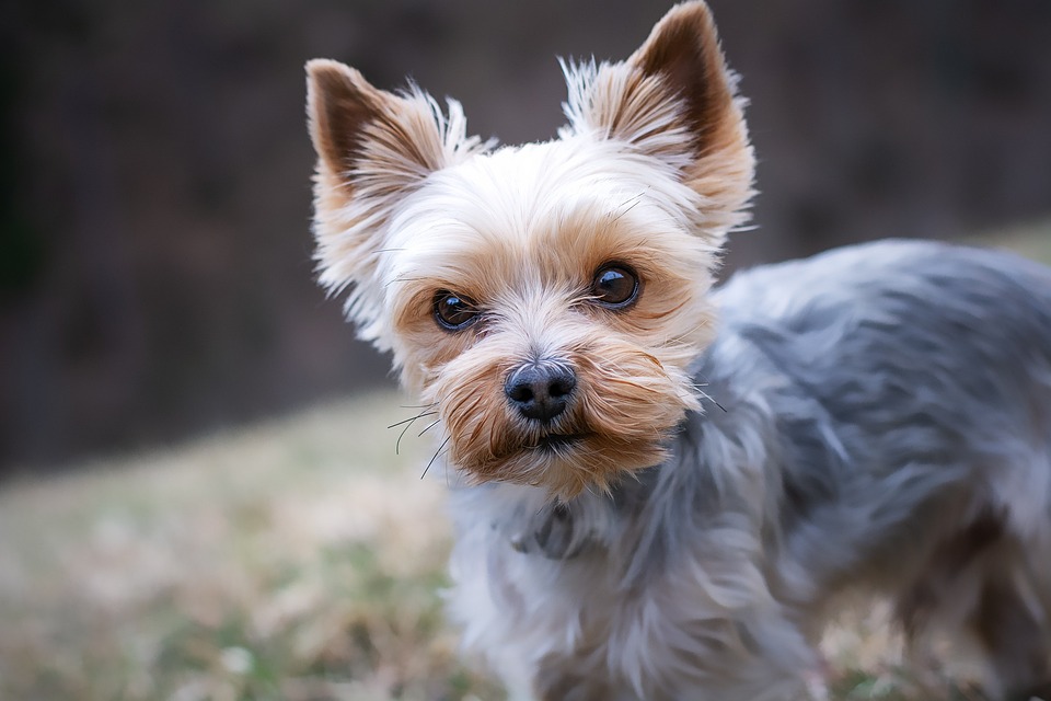 LAS MASCOTAS DEL HOGAR SON NUESTRA RESPONSABILIDAD 