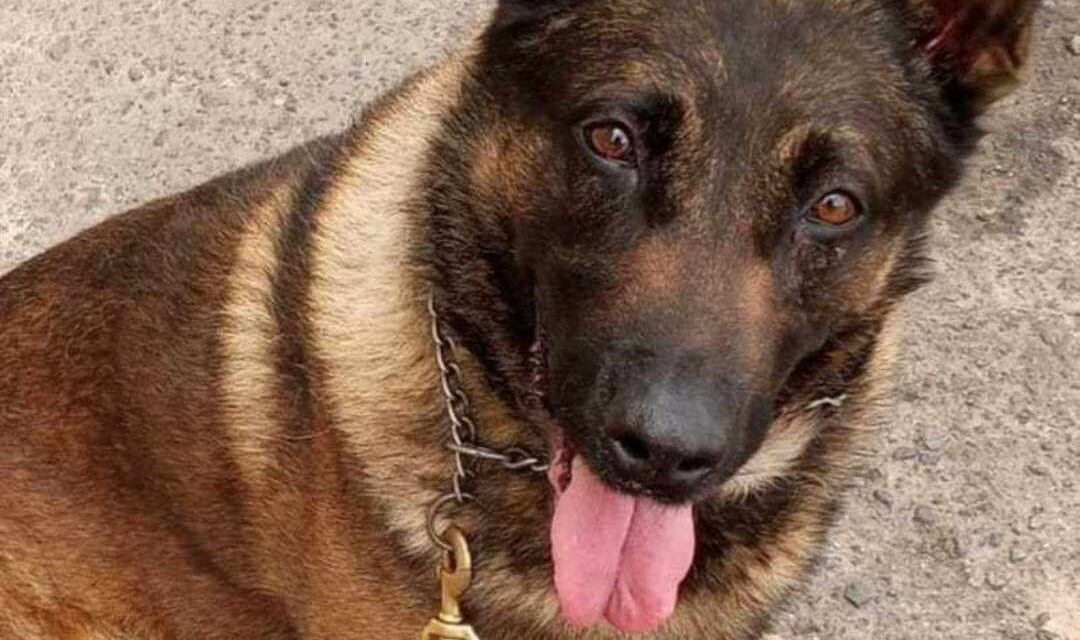 HOMENAJE PÓSTUMO AL AGENTE CANINO ‘CAÍN’