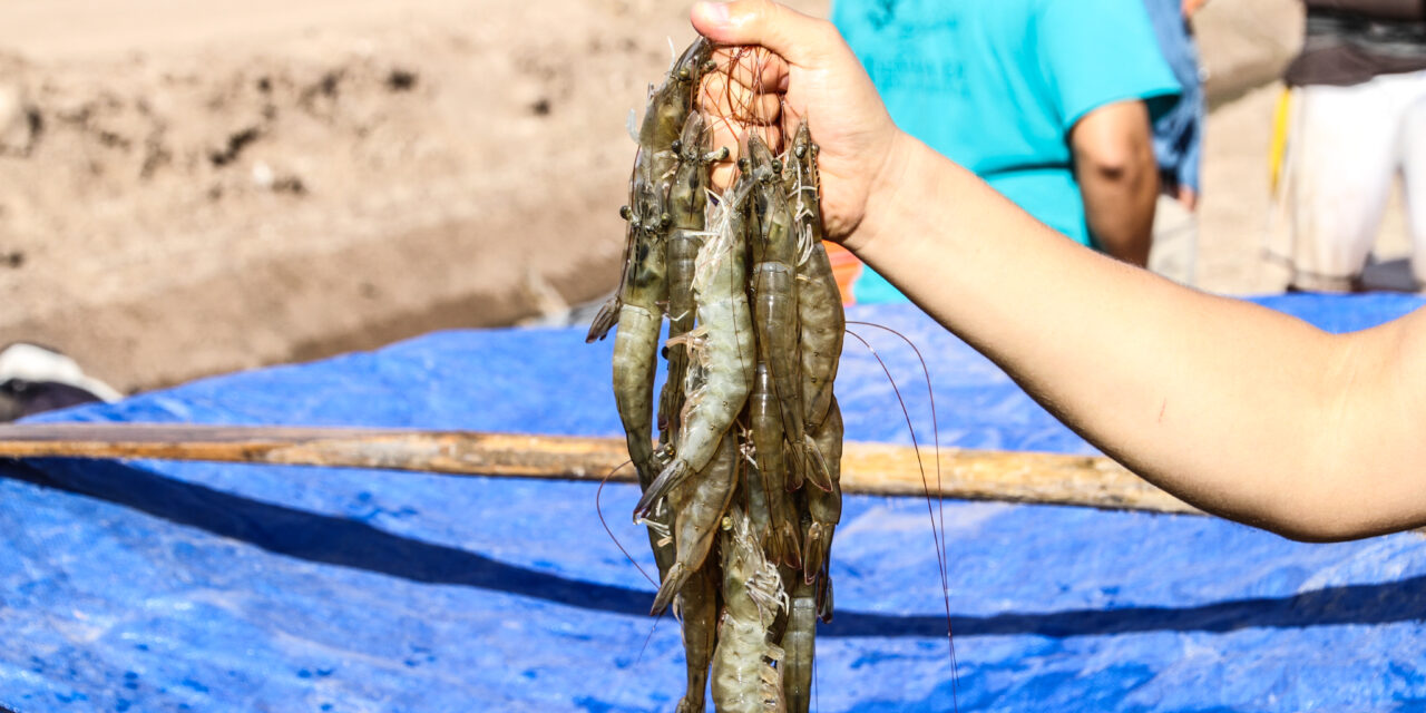 SE VIENE LA PESCA DE CAMARÓN EN BC
