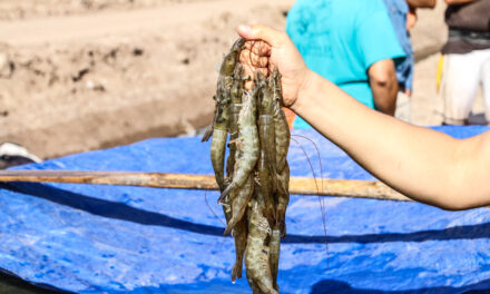 SE VIENE LA PESCA DE CAMARÓN EN BC