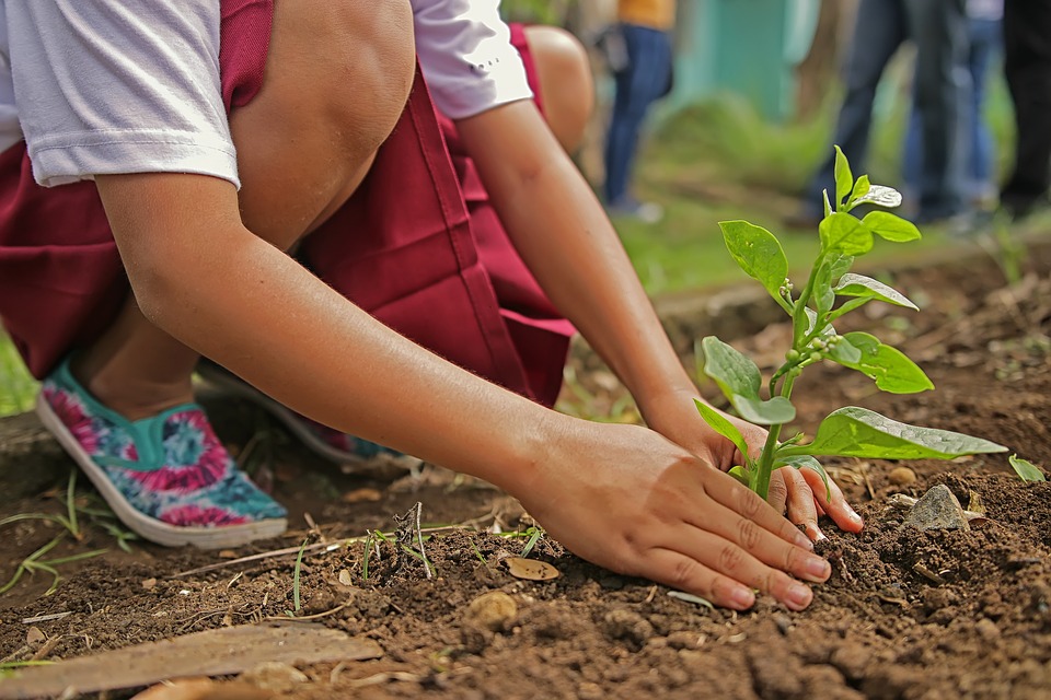 “REGRESA A CLASES CON UN ÁRBOL” SIENDO SEMILLAS DEL FUTURO